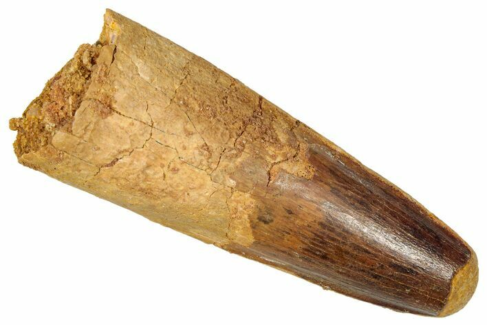 Fossil Spinosaurus Tooth - Feeding Worn Tip #350107